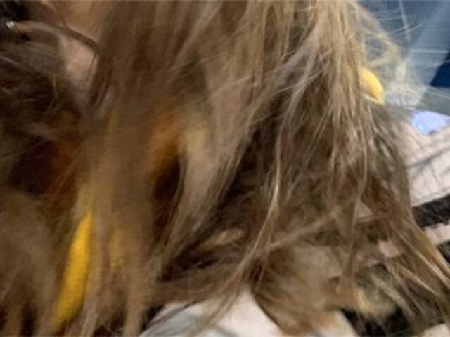 Emitiranje snimki zaslona Eliness