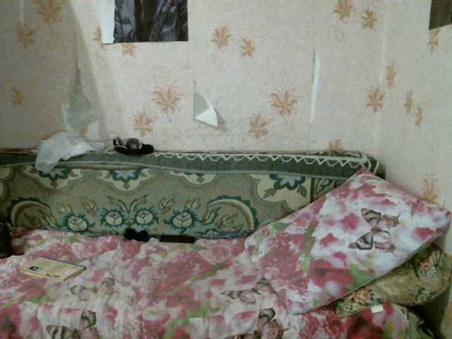 Emitiranje snimki zaslona kar0linaa666